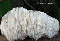 Hericium erinaceus-amf907